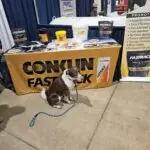 Rose a red and white border collie dog sitting in front of a Conklin Fastrack display table