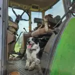 Kate and Rose, two border collie dogs sitting in a tractor cab