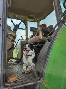 Kate and Rose, two border collie dogs sitting in a tractor cab