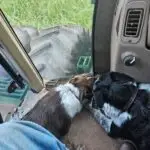 Rose and Kate, border collie dogs napping in a tractor cab.