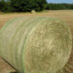 Round hay bale in a field