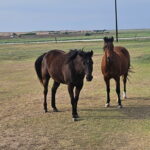 Horses in pasture