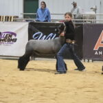 Ellie setting her show lamb for the judge.