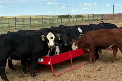 cattle eating out of a feed bunk.