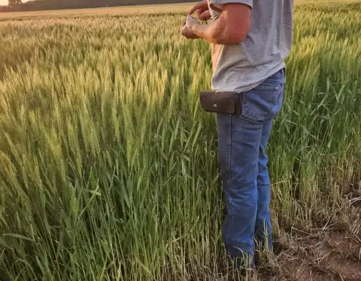 a farmer standing in a wheat field evaluating his crop.