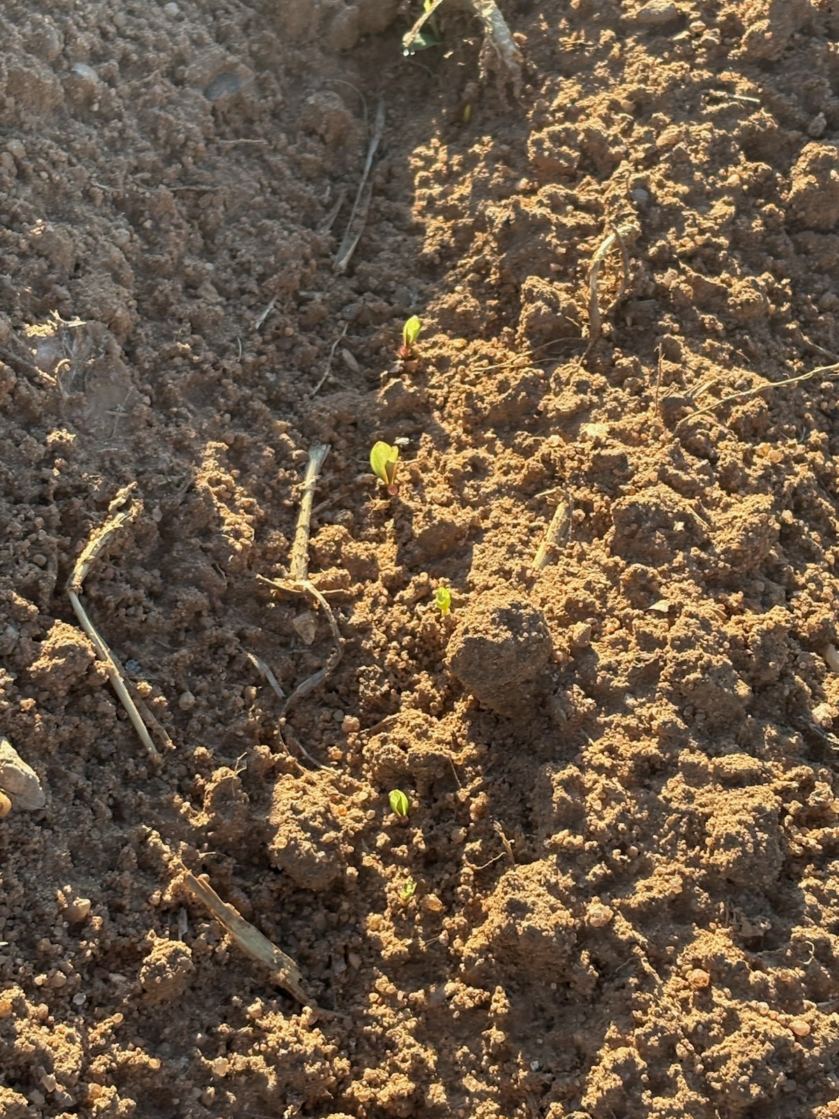 Emergence, July 7th